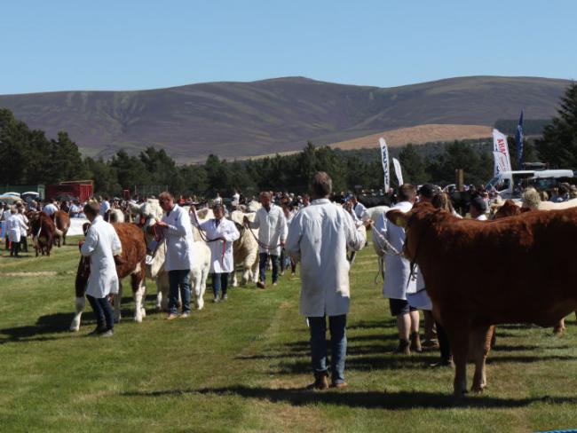 Grantown_Show_cattle
