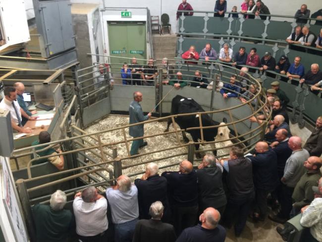 auction2_Bakewell_12Aug19_pw resize